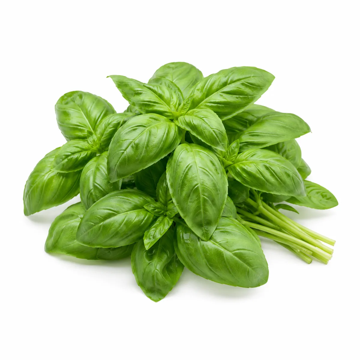 Albahaca